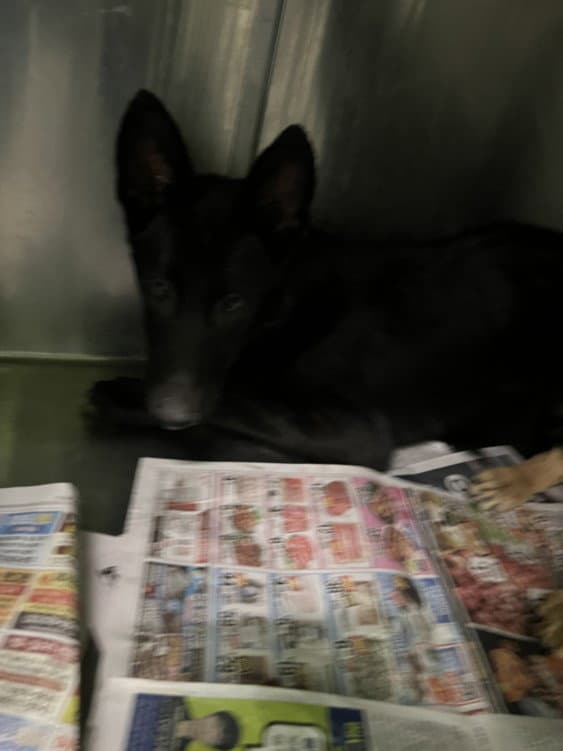 Brock - German Shepherd Dog