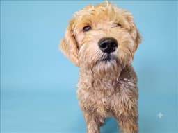 Toby image 1