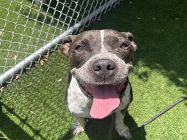 Dr Pepper - Staffordshire Bull Terrier