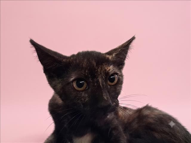 Gold - Domestic Short Hair