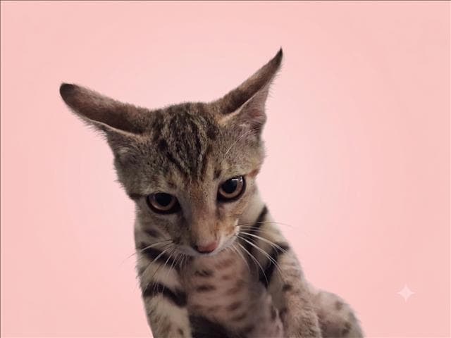 March - Domestic Short Hair