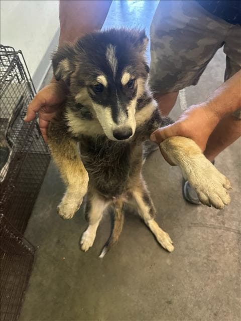 Buck - Husky