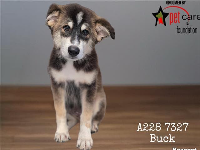Buck - Husky