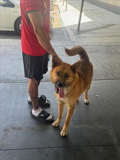 Rocky - German Shepherd Dog