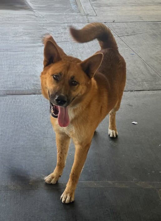Rocky - German Shepherd Dog