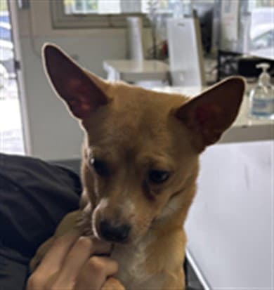 Lalo - Chihuahua