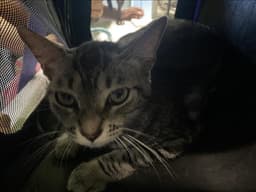 Mimi image 1