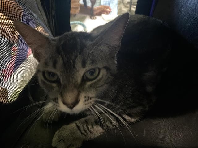 Mimi - Domestic Short Hair