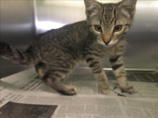 Eric - Domestic Short Hair