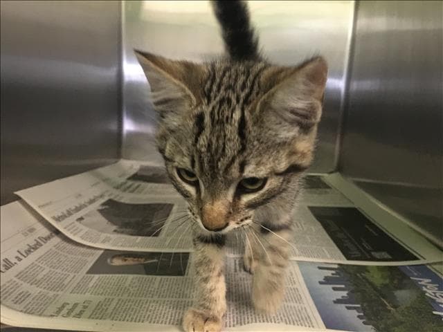 Ariel - Domestic Short Hair