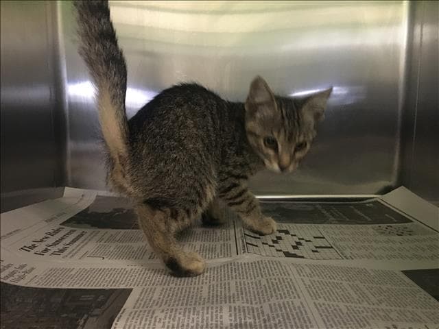 Ursula - Domestic Short Hair