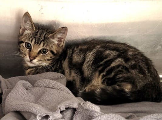 Reba - Domestic Short Hair
