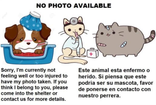 Trouble - Domestic Short Hair