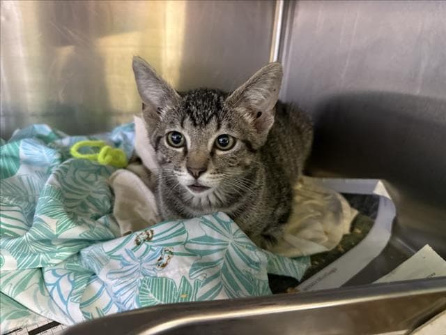 Unknown - Domestic Short Hair