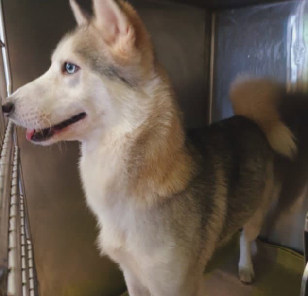Maude - Siberian Husky