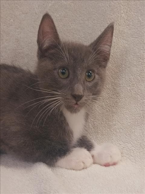 Cecil - Domestic Short Hair