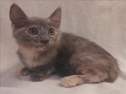 Kelsey image 1