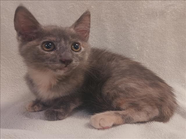 Kelsey - Domestic Short Hair