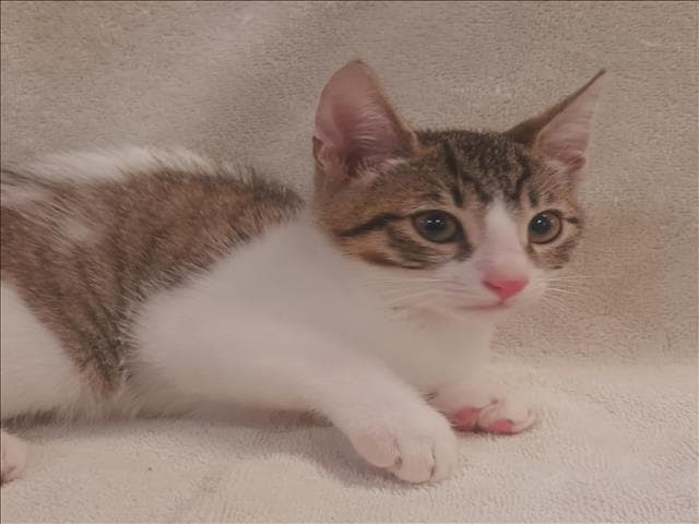 Jasper - Domestic Short Hair