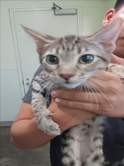 Owlsie - Domestic Short Hair