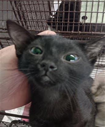 Lovie - Domestic Short Hair