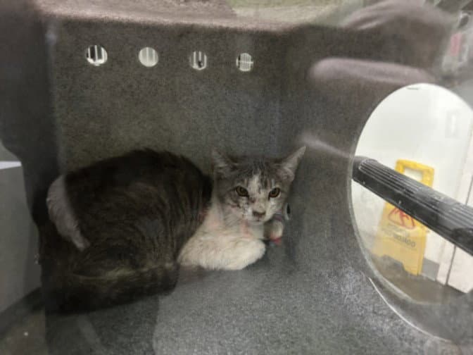 Unknown - Domestic Short Hair