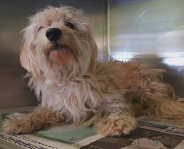 Noodle - Maltese