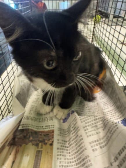 Unknown - Domestic Short Hair