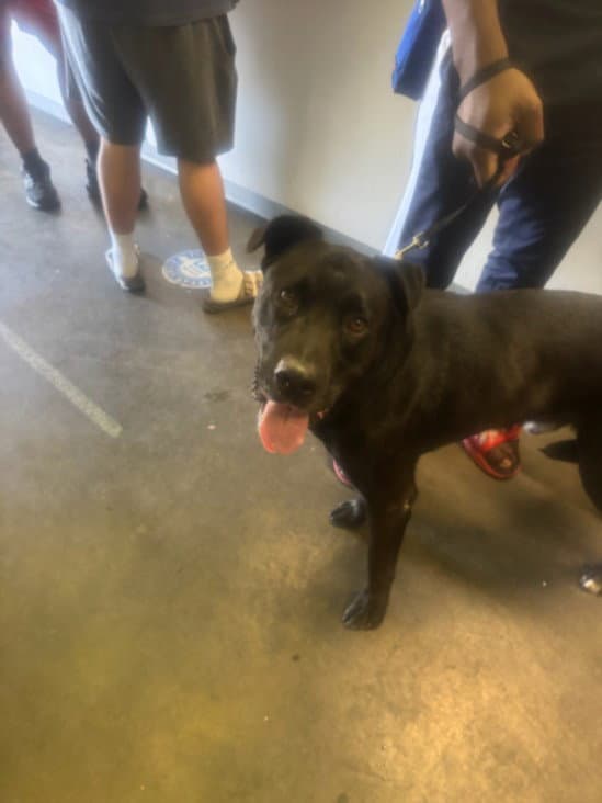 Bruno - Pit Bull Terrier