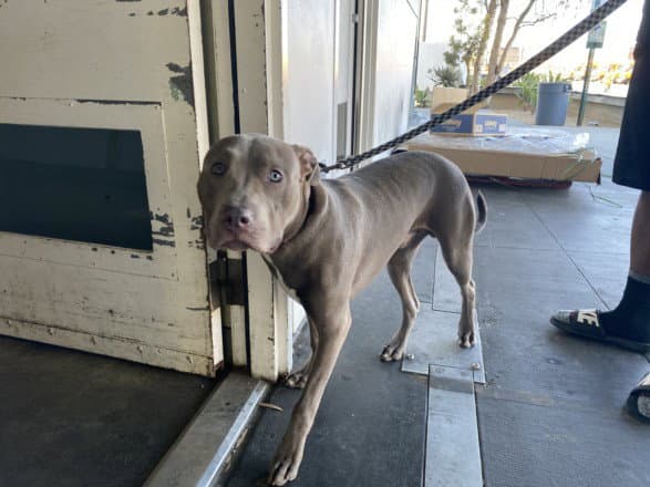 Kane - Pit Bull Terrier