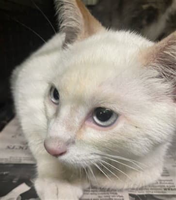 Unknown - Domestic Short Hair