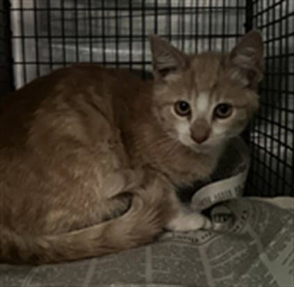 Unknown - Domestic Short Hair