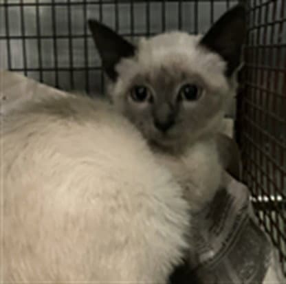 Unknown - Domestic Short Hair