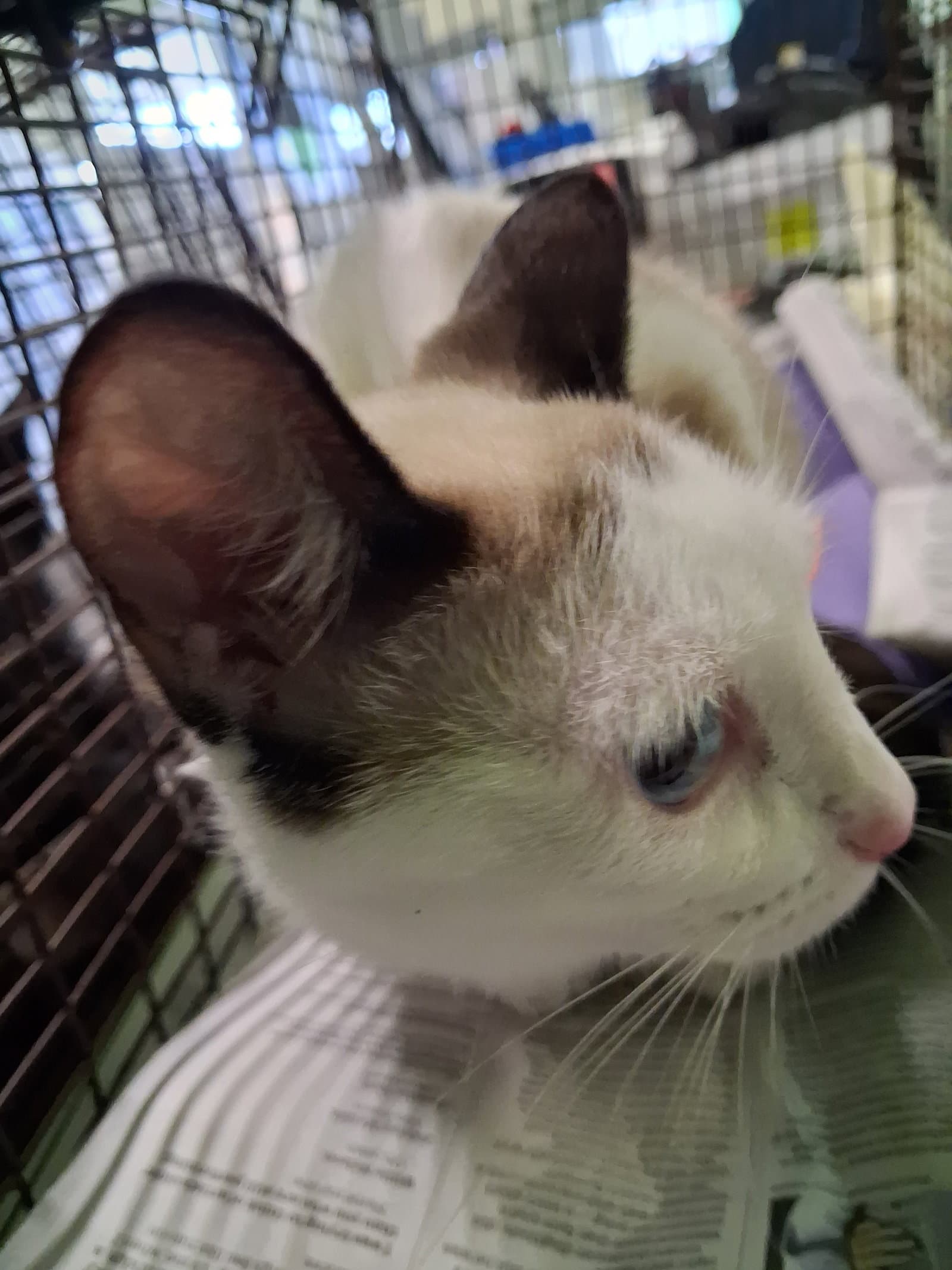 Beara - Siamese