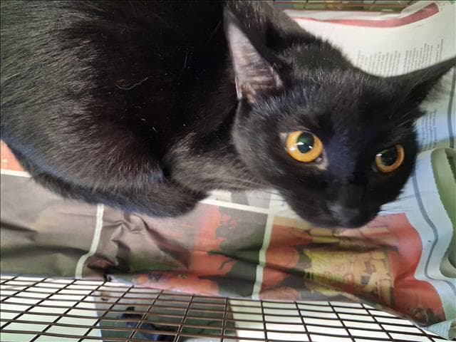 Sombra - Domestic Short Hair