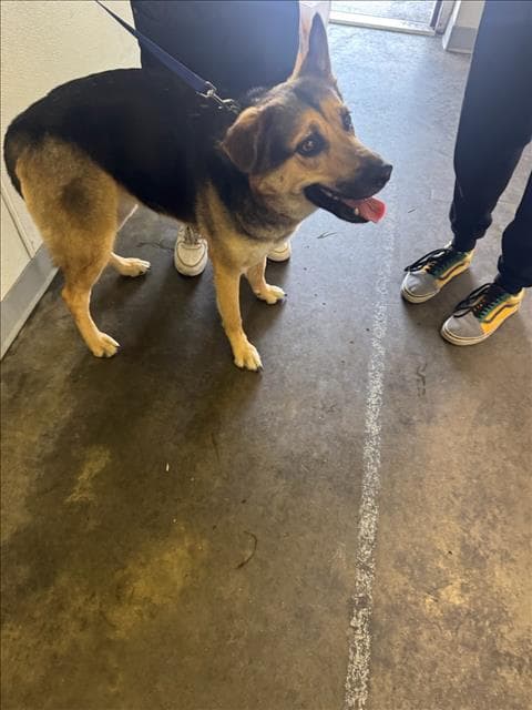 Lily - German Shepherd Dog