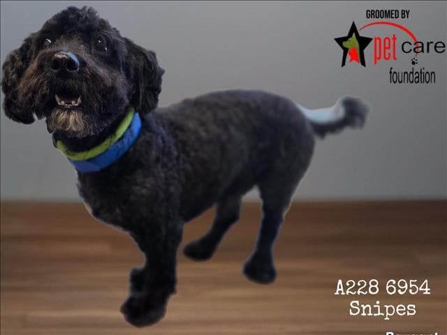 Snipes - Poodle (Miniature)