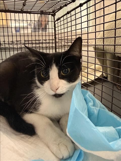 Nancy - Domestic Short Hair