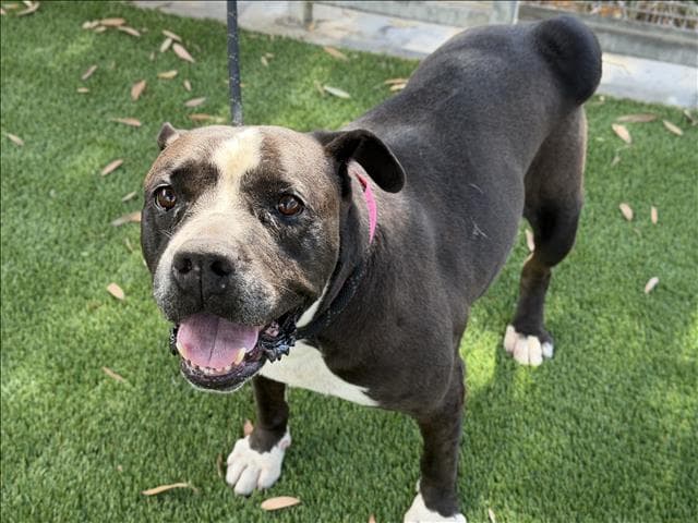 Unknown - Pit Bull Terrier