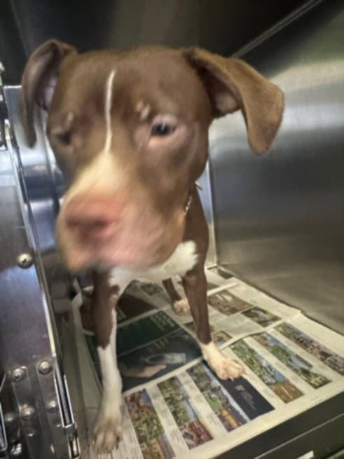 Ducky - Pit Bull Terrier