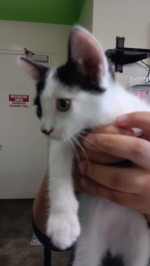 King - Domestic Short Hair