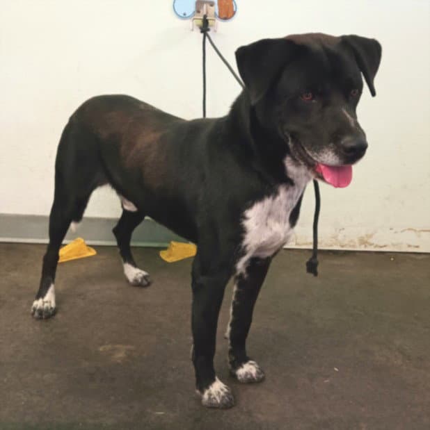 Kevin - Pit Bull Terrier