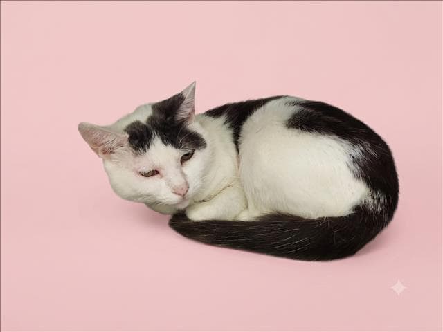 Marluna - Domestic Short Hair