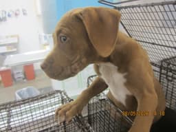 Cookie image 1