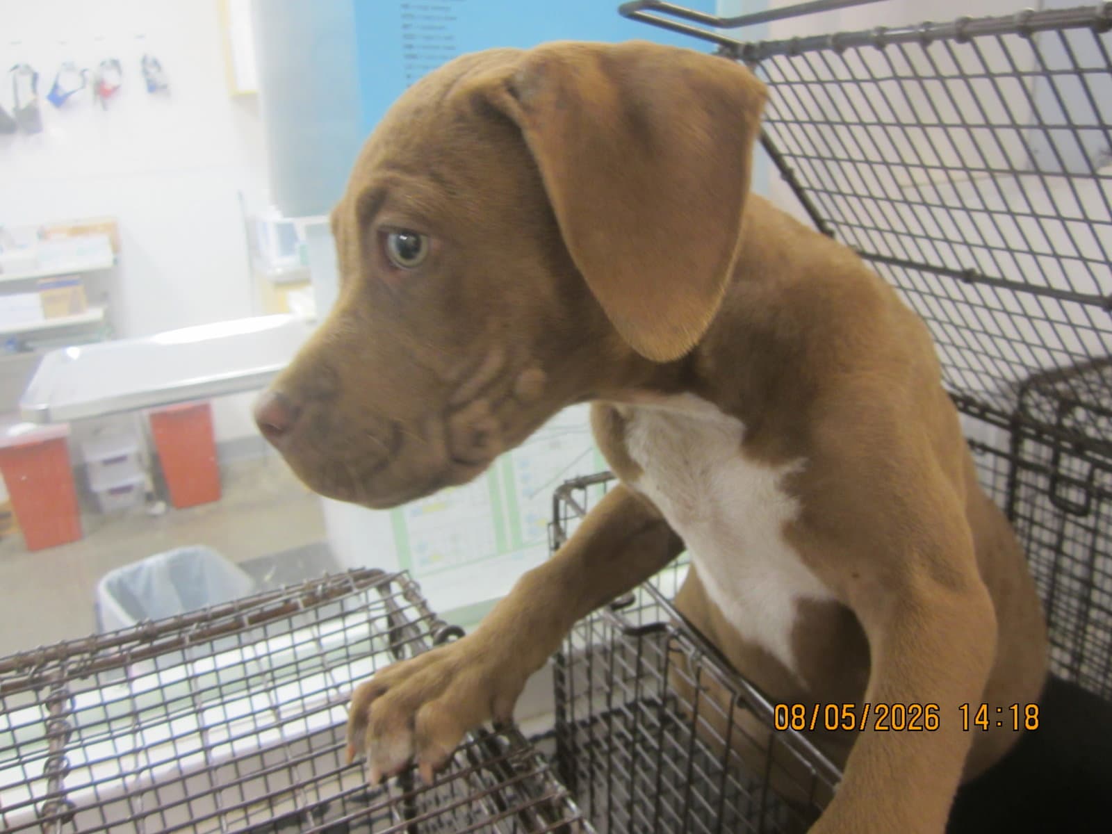 Cookie - Pit Bull Terrier
