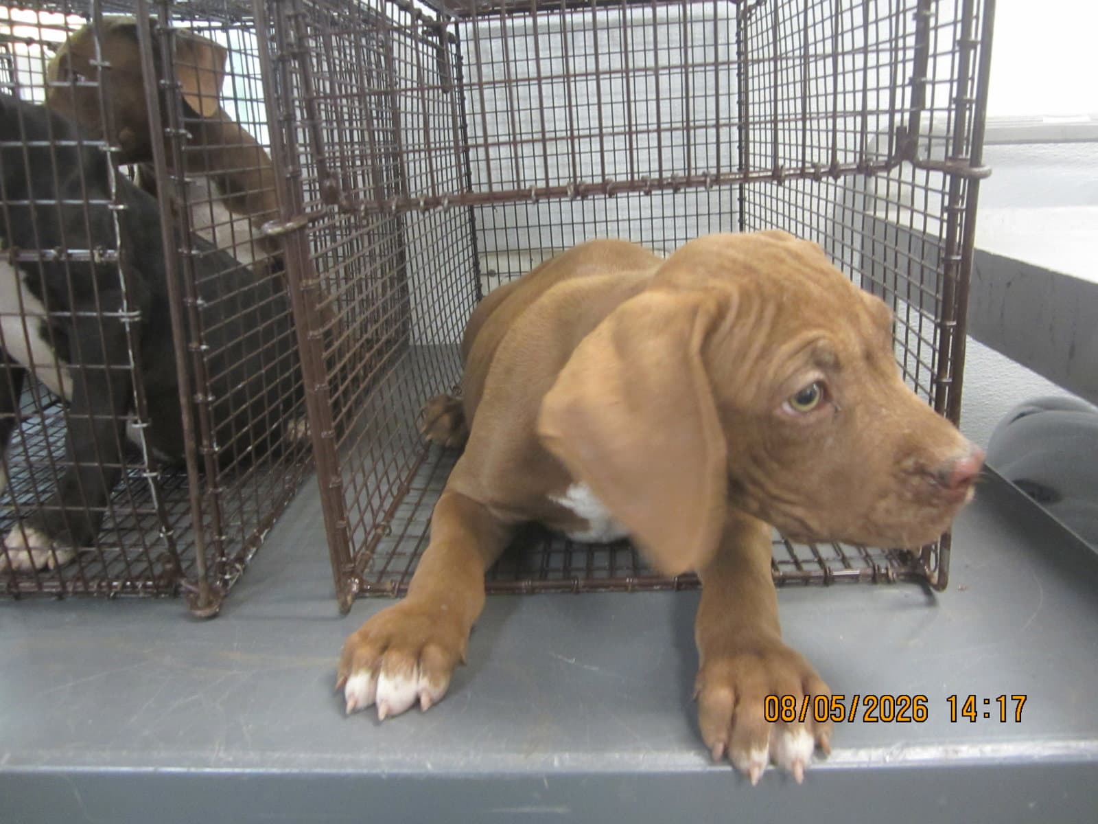 Unknown - Pit Bull Terrier