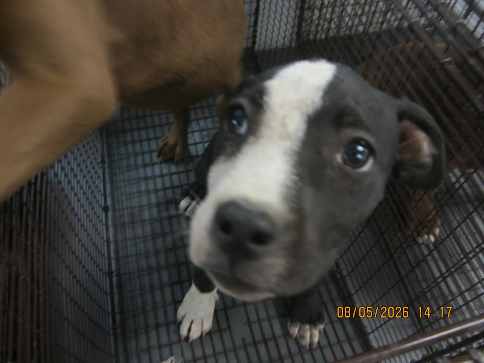Oreo - Pit Bull Terrier