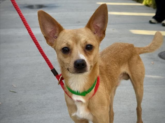 Lalo - Chihuahua