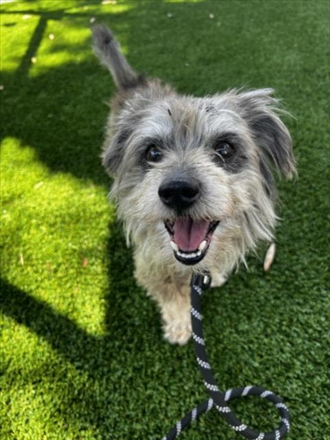 Unknown - Miniature Schnauzer