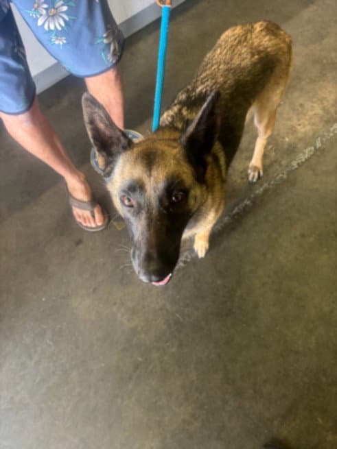 Martha - German Shepherd Dog